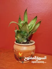  2 Air cleaning indoor plant for sale