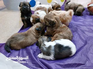  1 كلاب حجم صغير ما بكبر