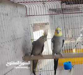  3 غرفة عصافير