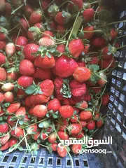  3 بيع مزرعة فراولة جاهزه