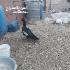  2 بسم الله ماشاء الله متاح جوز بط النثايه راقداه بدها عشر إيام وتفقس تحتيه خمس بيضات للبيع او البدل عل