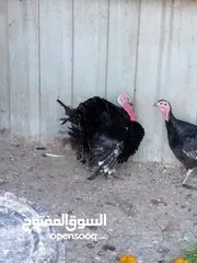  6 جوز حبش ما شاء الله صحه ونضافة