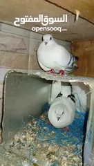  2 جوز بواز ابيض بطاردن علا بيض جوز نوري اسود قاعد علا بيض جوز ذبابنه بطارد علا بيض جوز وقواق قاعد علا
