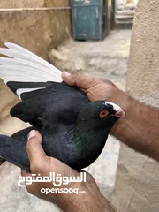  14 حمام للبيع