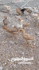  10 دجاج بلدي نظافة وصحة