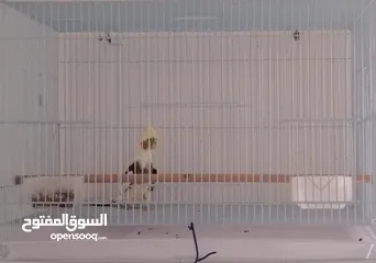  2 في عرقة  الرياض