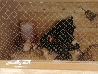  5 اقرأ الوصف صوص بلدي بلدي عالاصول وصوص حبش اصول اصول