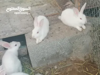  3 أرانب للبيع