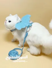  1 هآرنس قطط ، متوفر عدة موديلات واحجام