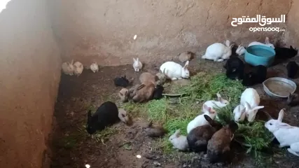  7 ارانب للبيع