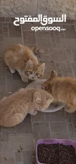  5 قطط شيرازي للبيع الام و انثا و ذكر صغار عمر شهر وشوي عمر الام سنه