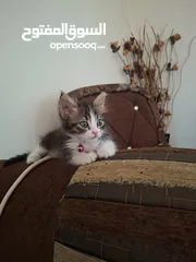  4 بسان عمره شهر للتبني