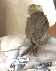 1 ببغاء الليف للبيع موقعه في خلدا