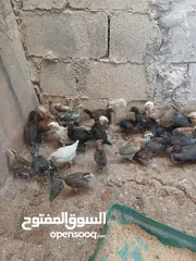  4 فرخات عمر شهر ونص مطعمات جاهزات سراحات صحه وعافيه ولله الحمد