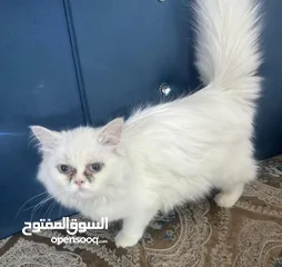  2 قطط للتبني_____مكاني اليرموك اربع شوارع