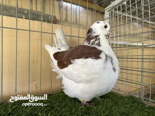  1 نثيه فرش مودينا