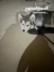  2 جرو هاسكي بيور العمر شهرين