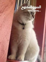  3 قط ذكر العمر 10 شهور هملايا شوكلت
