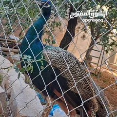  5 ذكر طاوؤس هندي للبيع