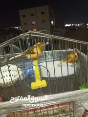  5 جوزين كنار للبيع  ما شاء الله عليهم شغالات بصلاة على النبي