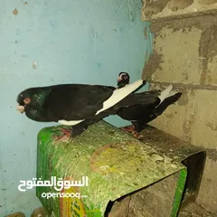  2 حمام زق لناس الغانمه