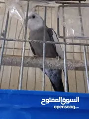  3 متاح في السلط