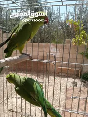 6 طيور مشكله شغاله للبيع اقرا الوصف