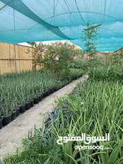  13 Aloe Vera (Large) for Salons *** Clearance Price *** صبار آلوفيرا  للصالونات *** بسعر مغري***