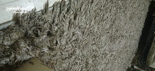  2 سجاد شاكي مستعمل بحاله جيده