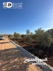  13 نمر_أراضي_زيتون  مثمرة ومعمّرة في أرقى مواقع دير غزالة  جنين