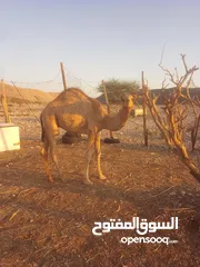  1 قعوود أحمر