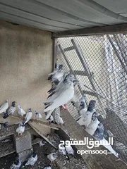  1 Pakistani pigeon