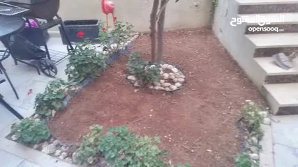  1 نجيل طبيعي نجيل ديكوندرا