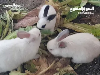  9 ارانب فرنسيه اعمار مختلفه عمرشهر 3دنانير