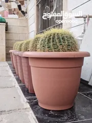 3 نبات الكره الذهبيه او ساده حماتي