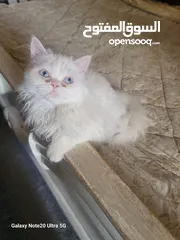  7 قطط شانشبلا للبيع