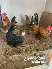  1 دجاج سيراما+كوتشينا+بلدي + فراخ بلدي او ابو رقبه + فرعوني او حبت رود ايلند