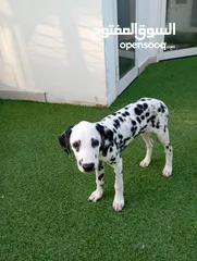  2 دالماتيان نادرة وجميلة -      Rare and Beautiful Dalmatian Puppies