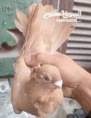  6 حمام  ازملي لونه مشمشي وصغيرة
