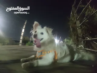  1 كلب الإسكيمو الامريكي