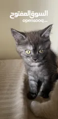  9 قطط أنثى العمر شهرين.  2 Month Female Kitten