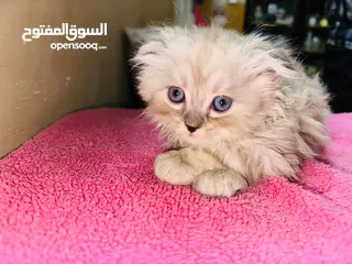  3 قط شيرازي سكني