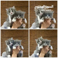  1 قطط مميزة للبيع ب سعر مغري