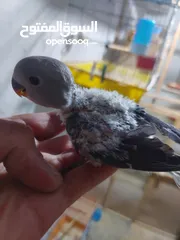  4 فراخ روز طفرات مميزة للزق اليدوي أقرا التفاصيل/ كوكتيل حب جرين شيك اليف جوز فحل طيرة فرخ هدد زق يدوي