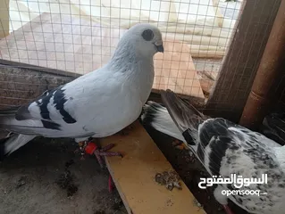  12 جواز حمام للبيع المستعجل وبسعر مغري جدا