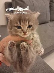  2 قطط هملايا صغيره شهرين للبيع 25 دينار واحده