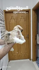  5 Adorable 6-Month-Old Female Shih Tzu Puppy