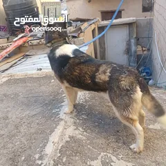  2 اناثي هاسكي في الزرقاء جنب مجمع الجديد جناعه