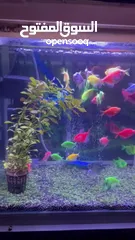  5 35 L aquarium tank,40 color full glow fish,heater,filter and oxygen motor
