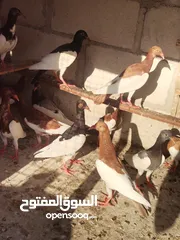  2 فراخ يهوديات 16 حبه جميع الألوان مفطومات جاهزات للجرد